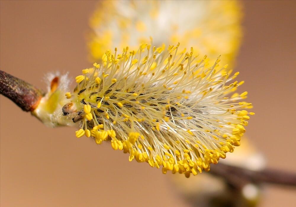 I Fiori di Bach e la rabbia