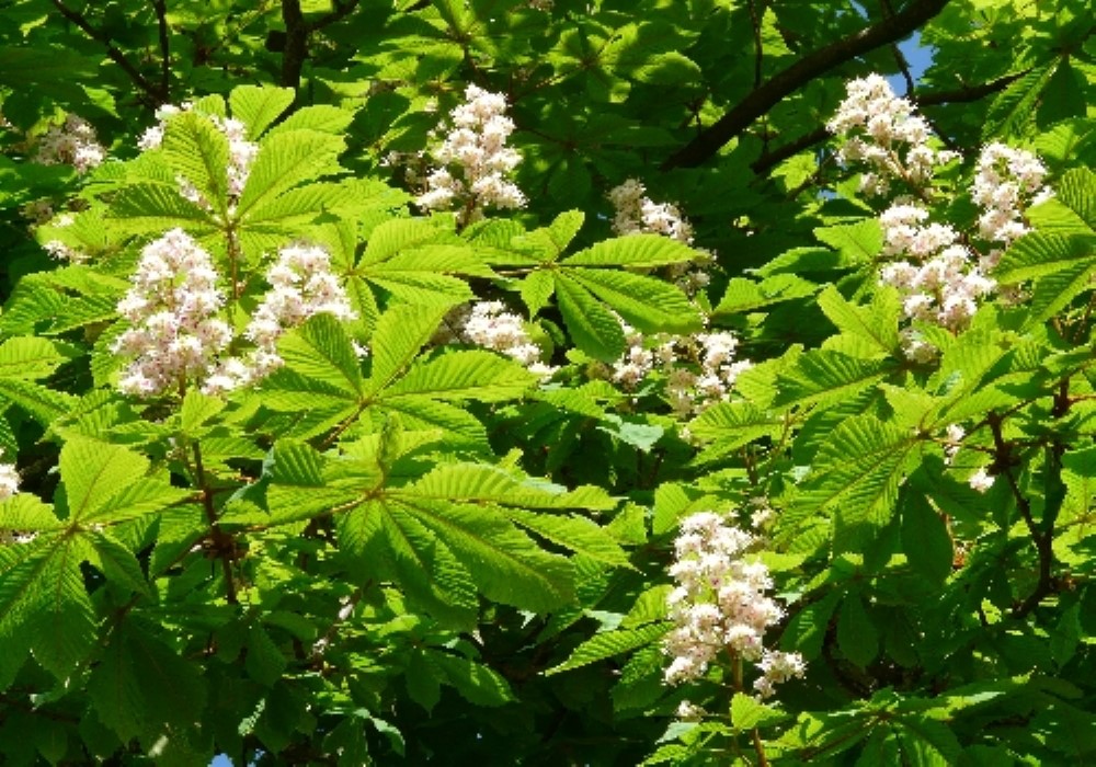 Fiori di Bach White Chestnut