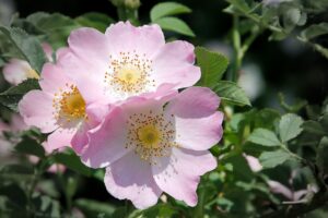 Fiore di Bach Wild Rose